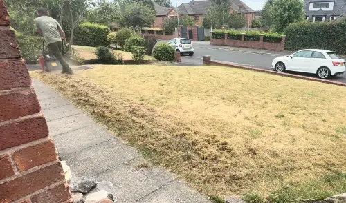 Before lawn treatment