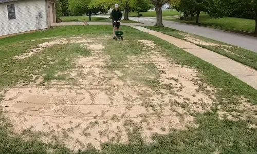 Before lawn treatment
