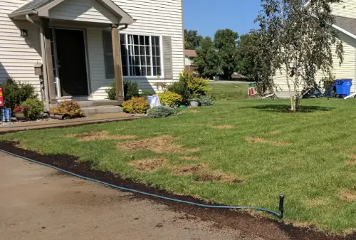Before lawn treatment
