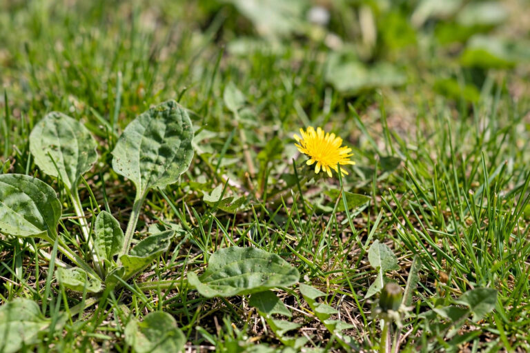 Weed Control in Montgomery, AL: The Complete Guide